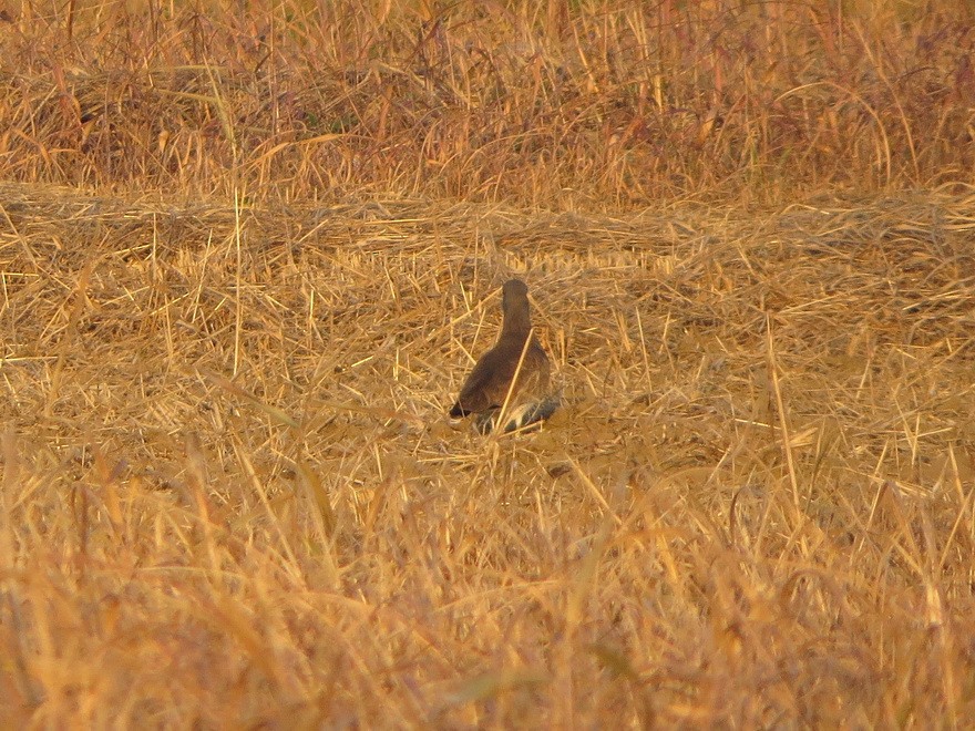 Чайка сіра - ML646577081