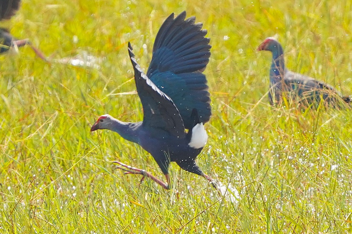 灰頭紫水雞 - ML646577082