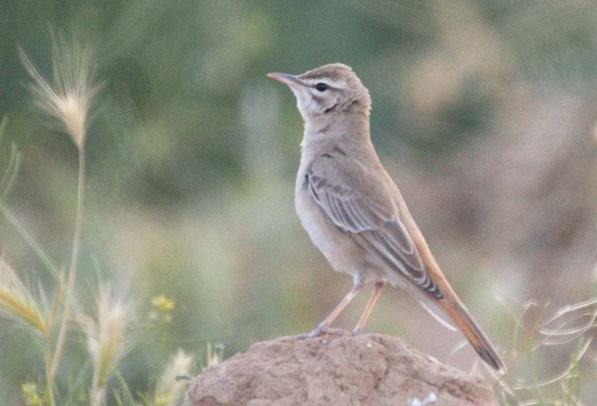 pěvec ryšavý - ML646577084