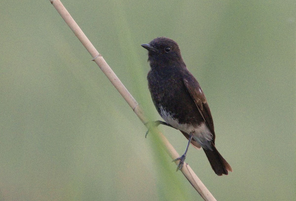 bramborníček černobílý - ML646577085