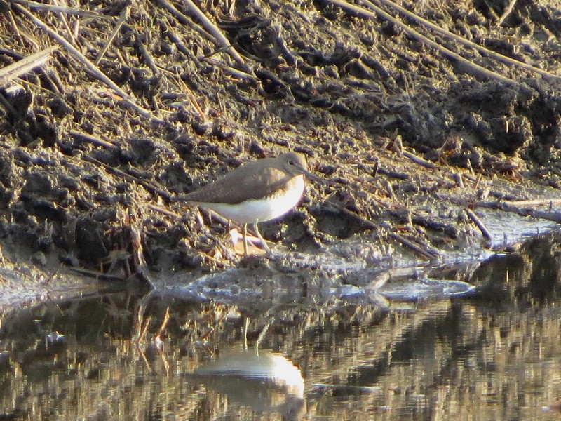 Коловодник лісовий - ML646577086