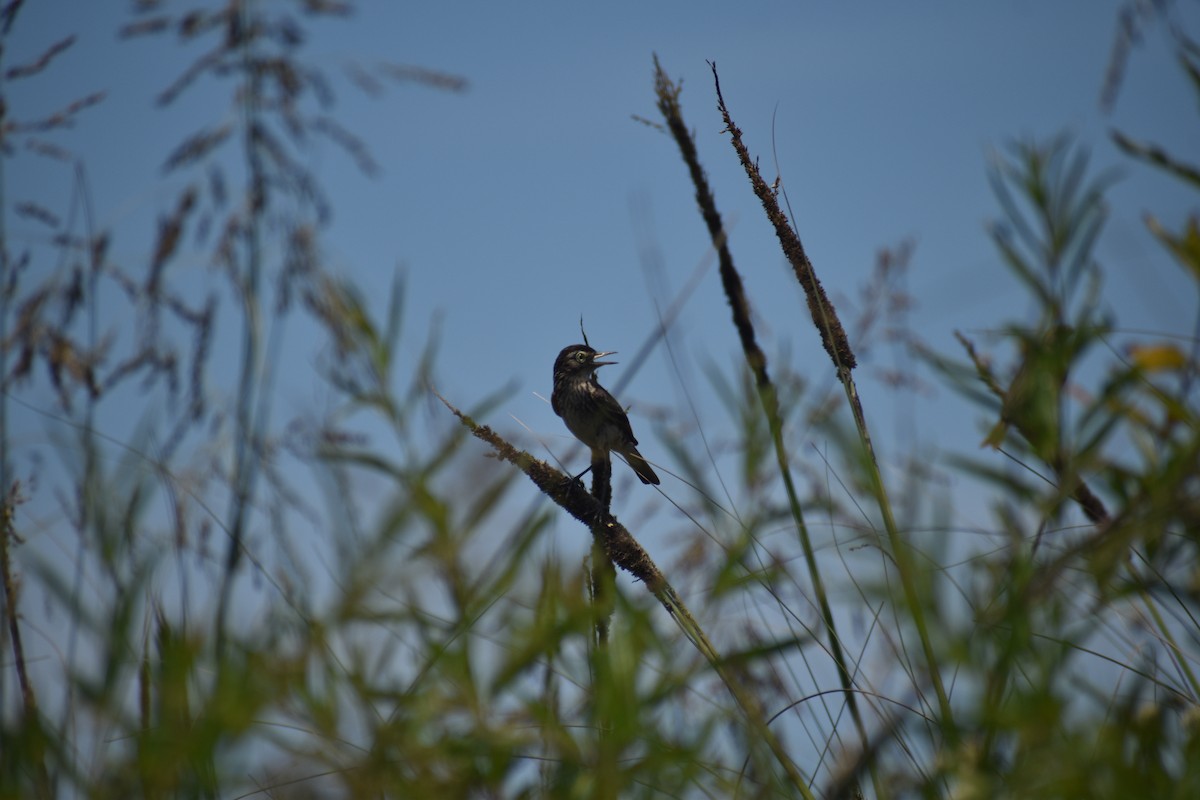 Смолик - ML646577088