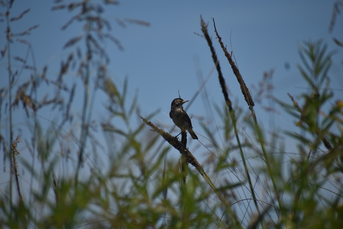 Смолик - ML646577089