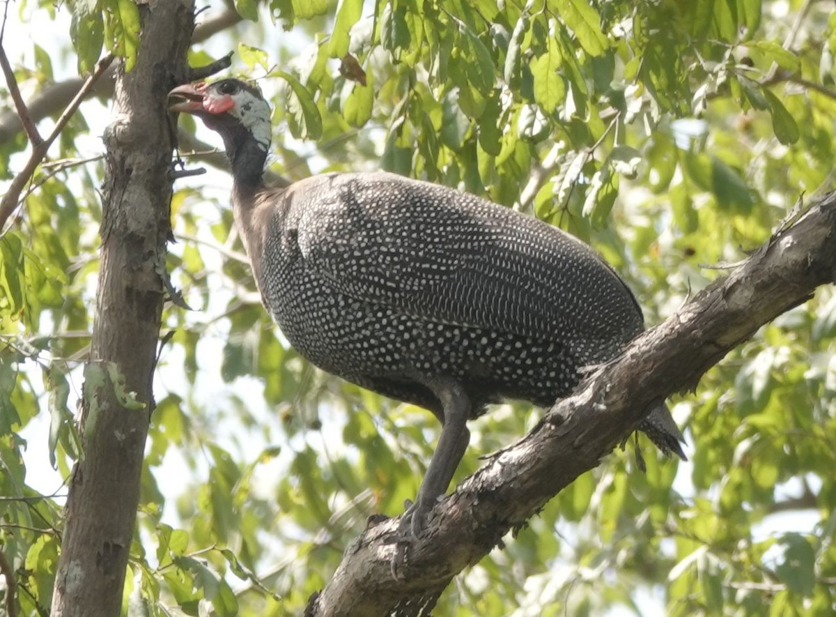 Helmeted Guineafowl - ML646577090