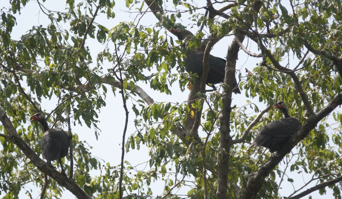 Helmeted Guineafowl - ML646577091