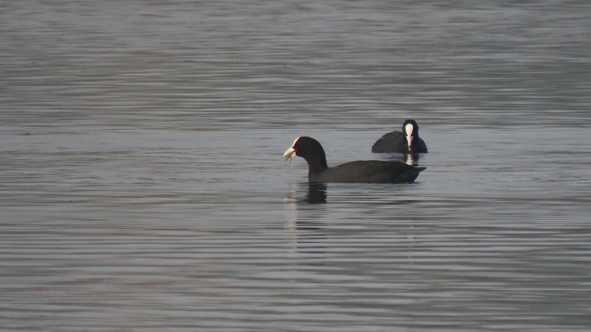 Лиска звичайна - ML646577093