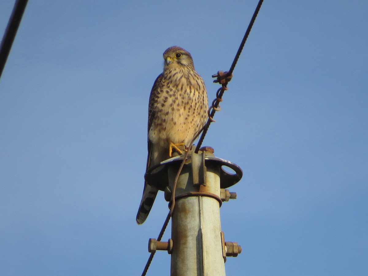 Боривітер звичайний - ML646577094