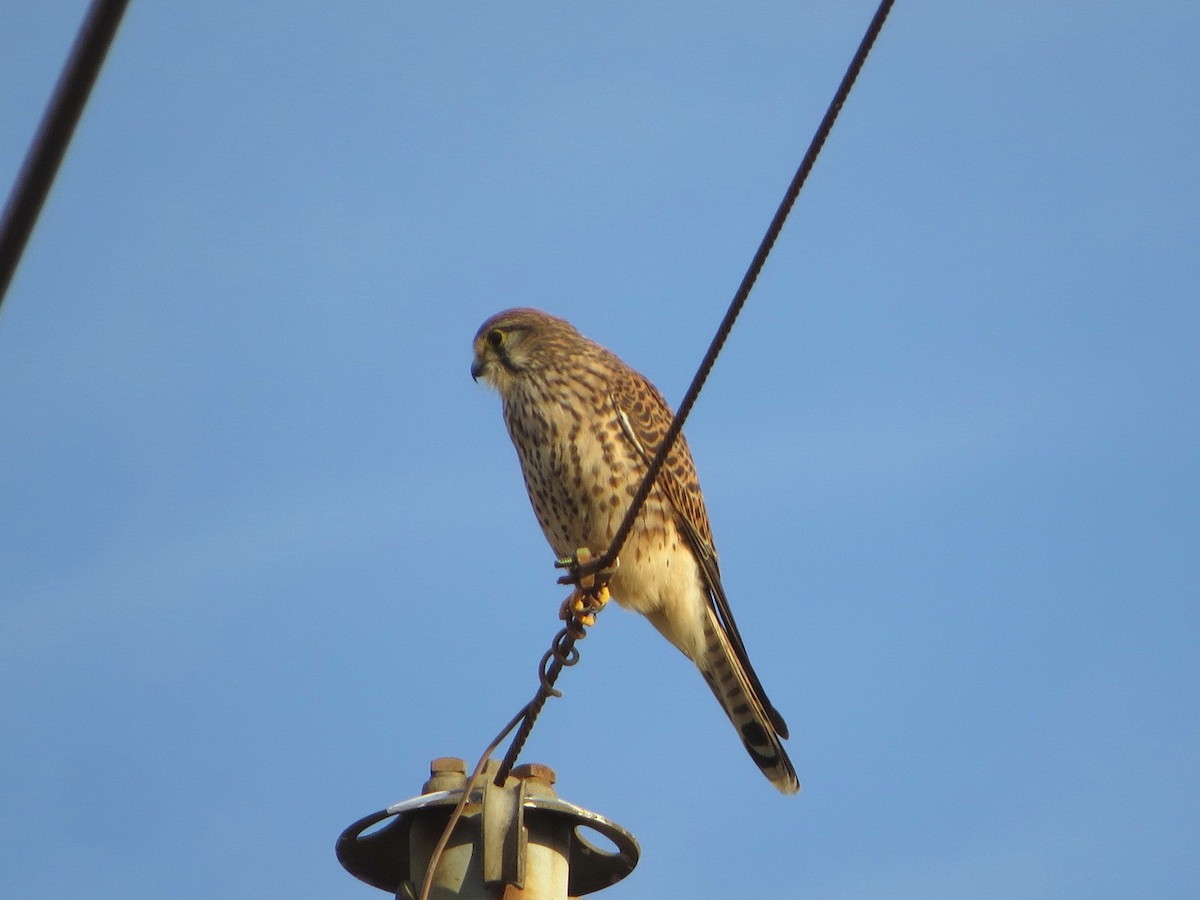 Боривітер звичайний - ML646577096