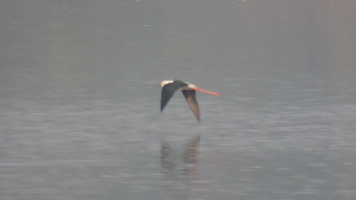 Кулик-довгоніг чорнокрилий - ML646577097