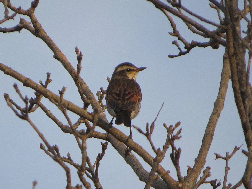 Дрізд темний - ML646577098