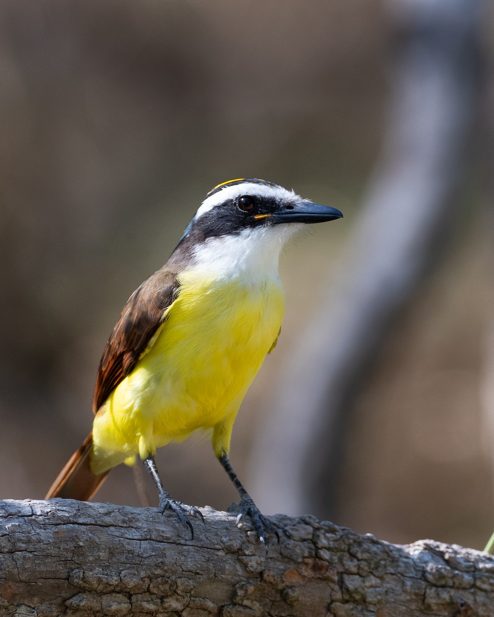 Пітанга велика - ML646577101