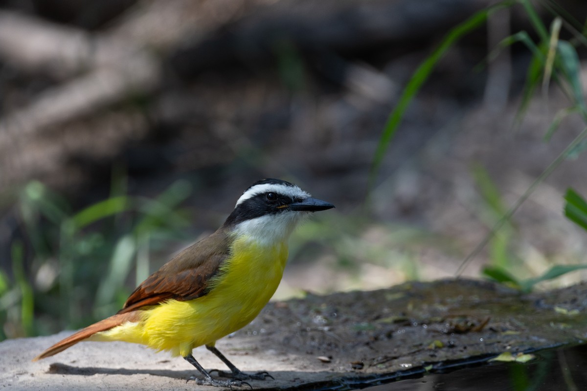 Пітанга велика - ML646577102