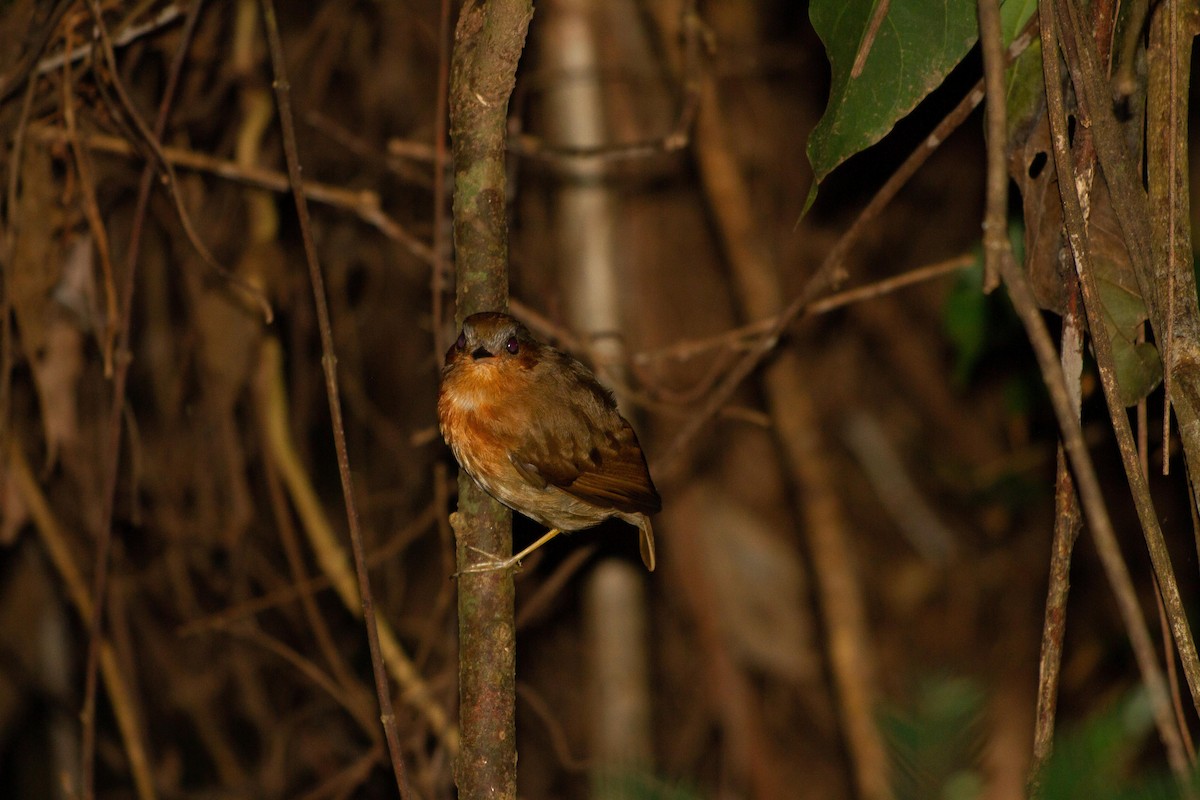 Гусеницеїд рудий - ML646577104