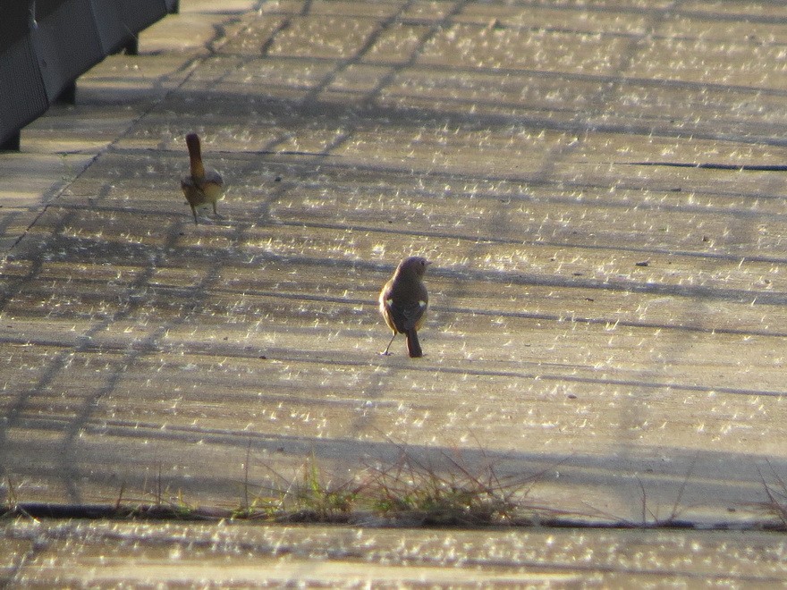 Горихвістка сибірська - ML646577105