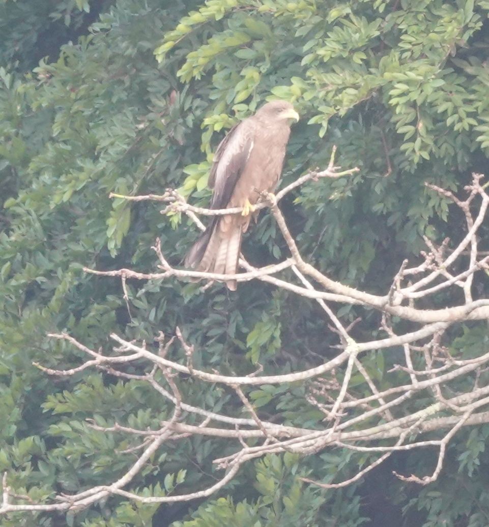 Шуліка чорний (підвид aegyptius/parasitus) - ML646577106