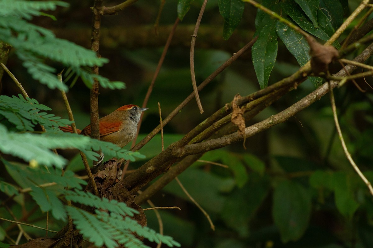 Пію рудоголовий - ML646577107