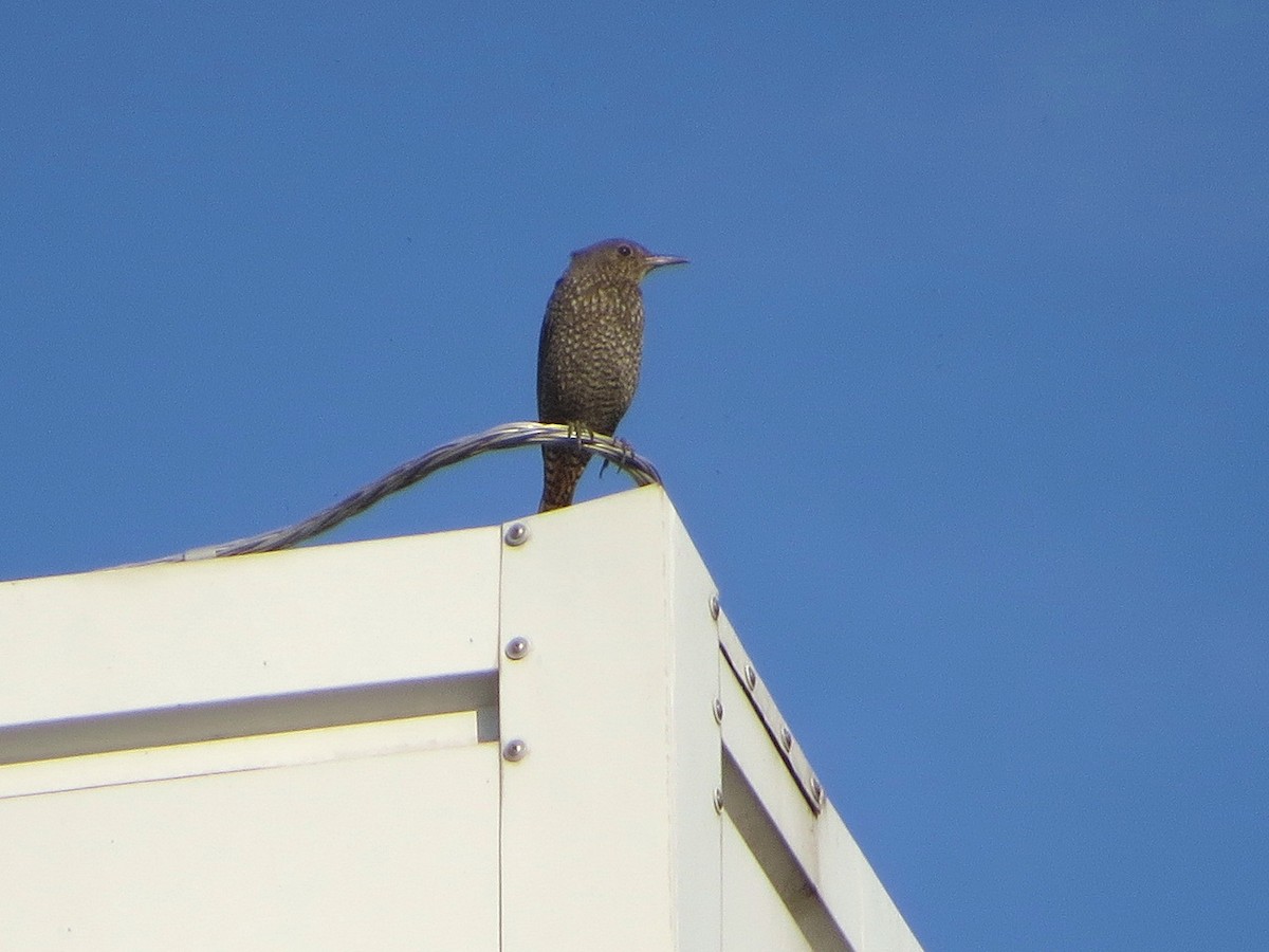 Скеляр синій - ML646577108