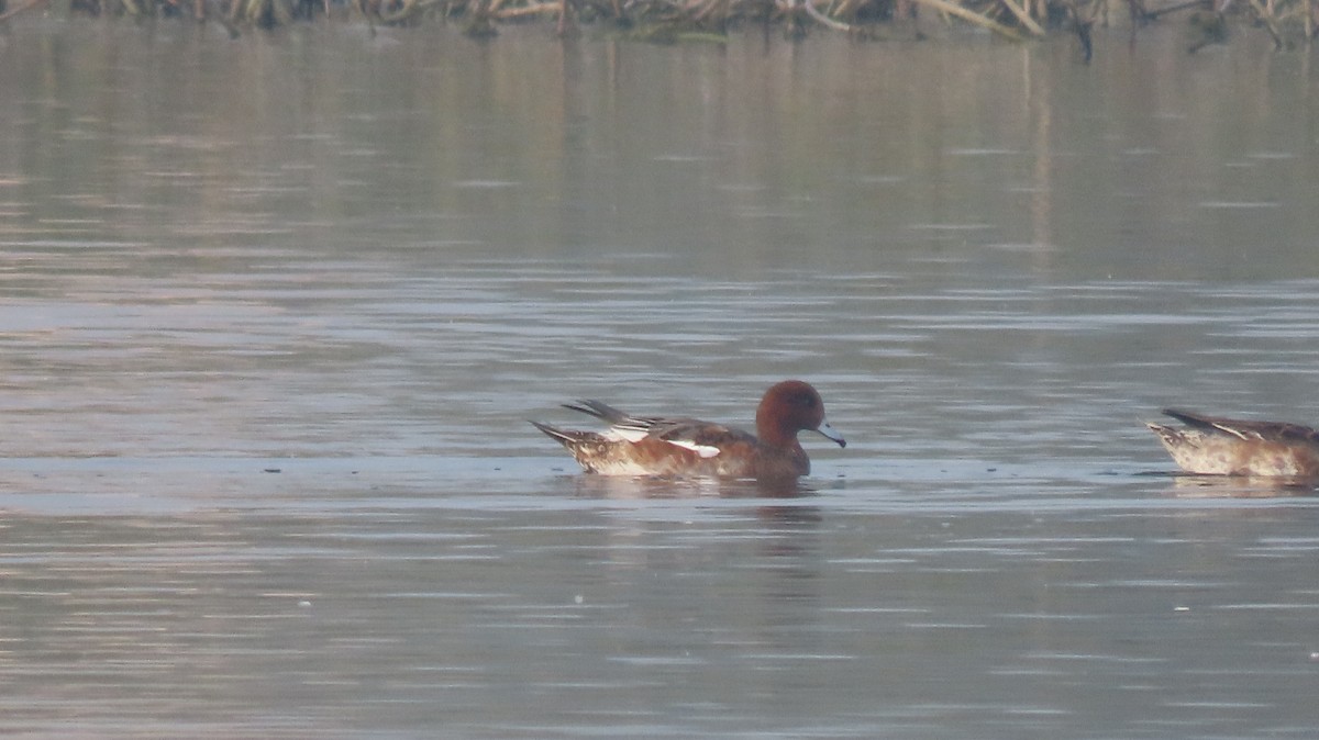 Свищ євразійський - ML646577109