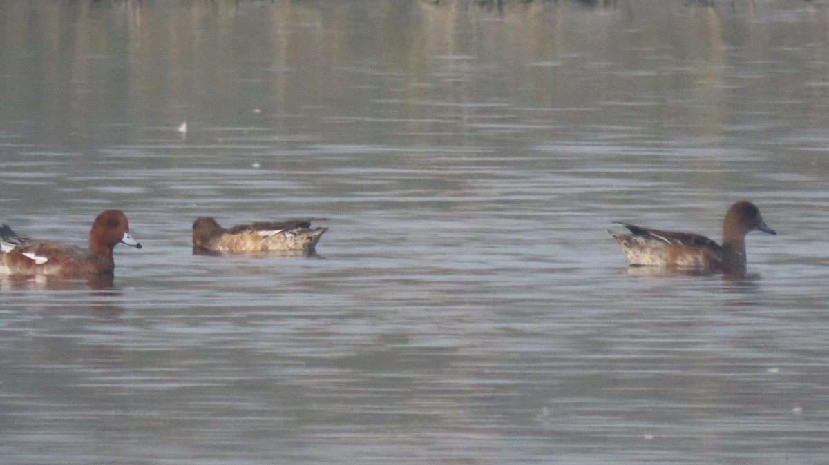 Свищ євразійський - ML646577110