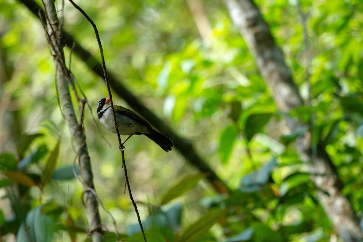 Тихоголос жовтодзьобий - ML646577111