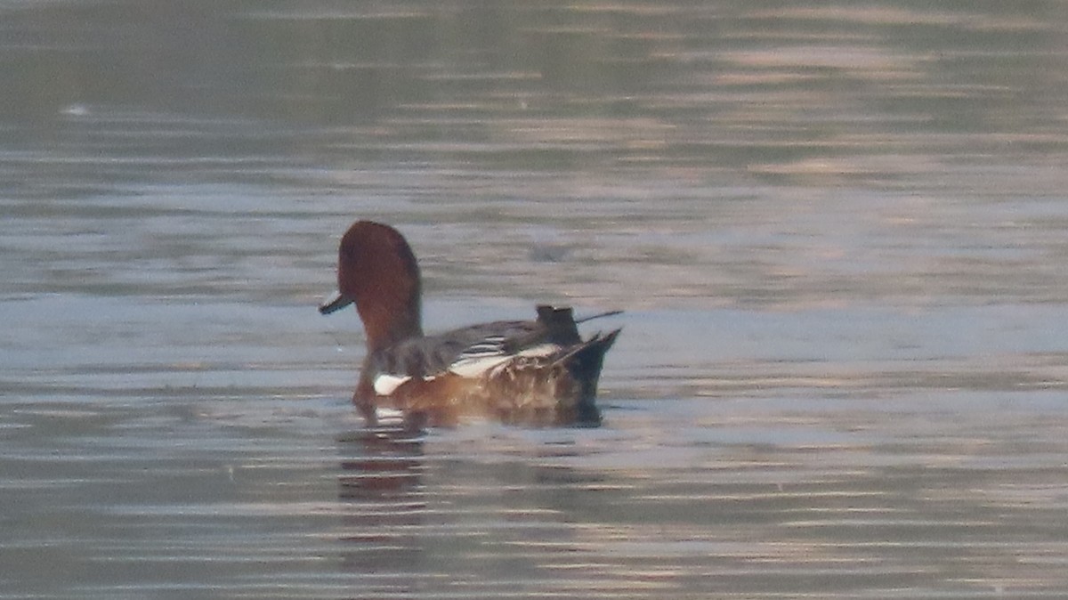 Свищ євразійський - ML646577113