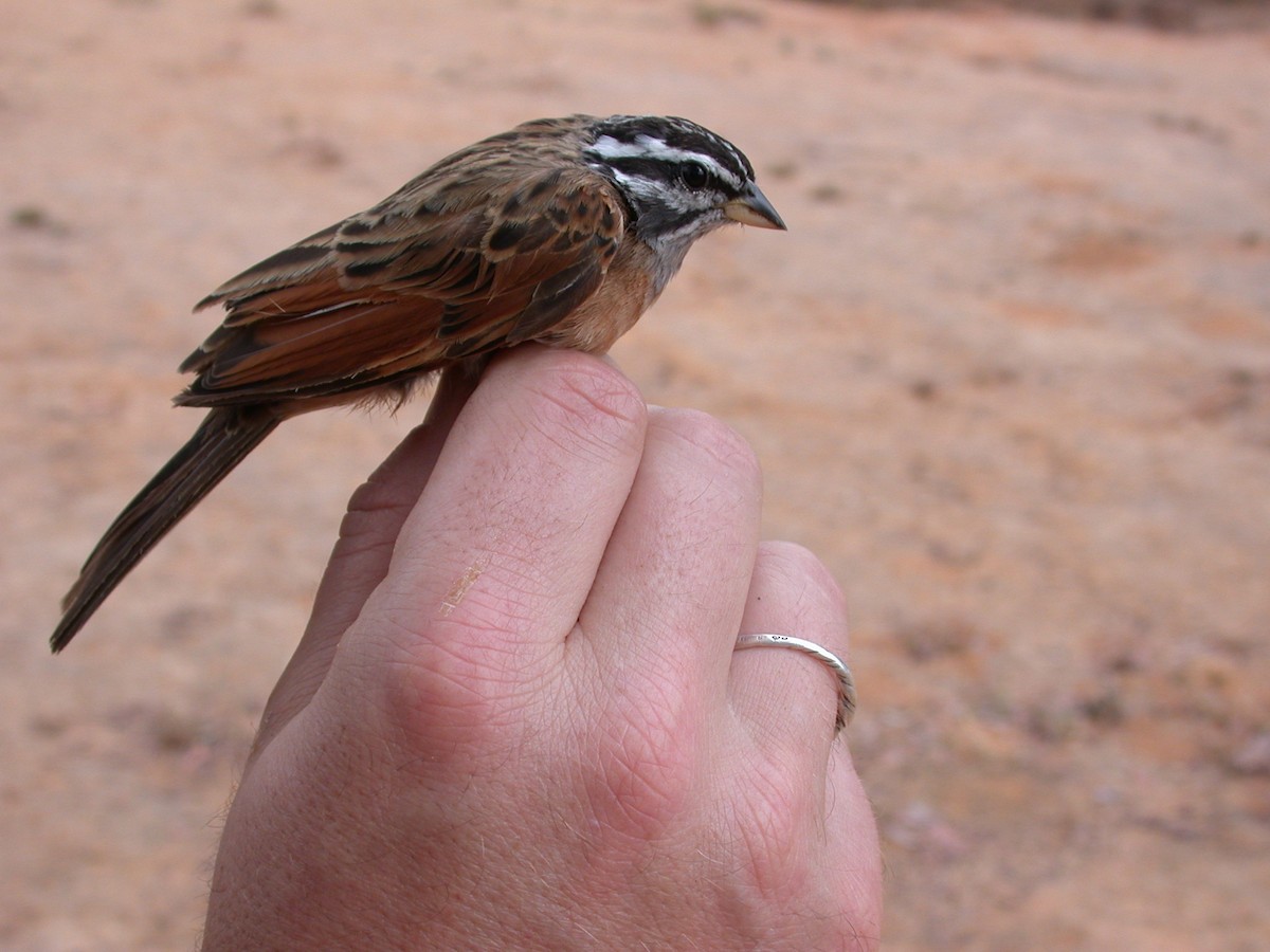 Вівсянка сірогорла - ML646577114