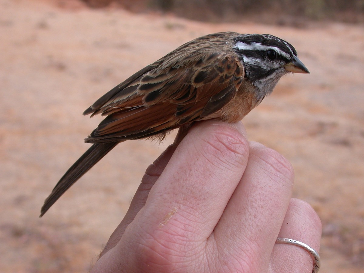 Вівсянка сірогорла - ML646577115