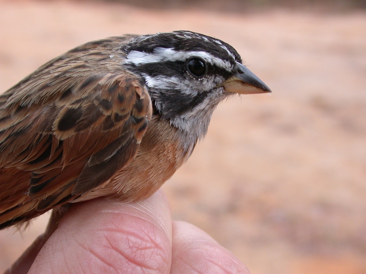 Вівсянка сірогорла - ML646577116