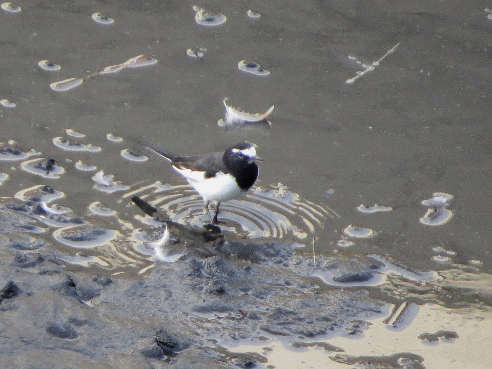 Плиска японська - ML646577117