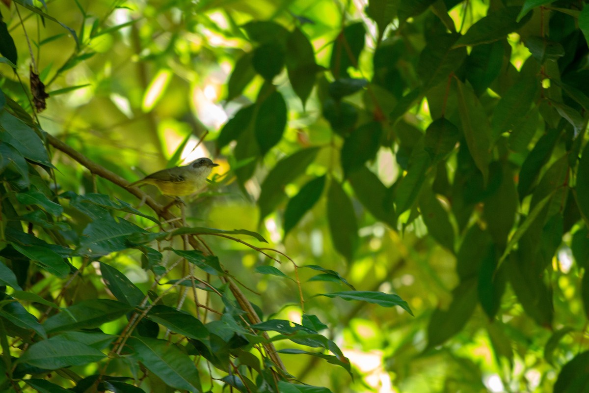 Батарито лісовий - ML646577118