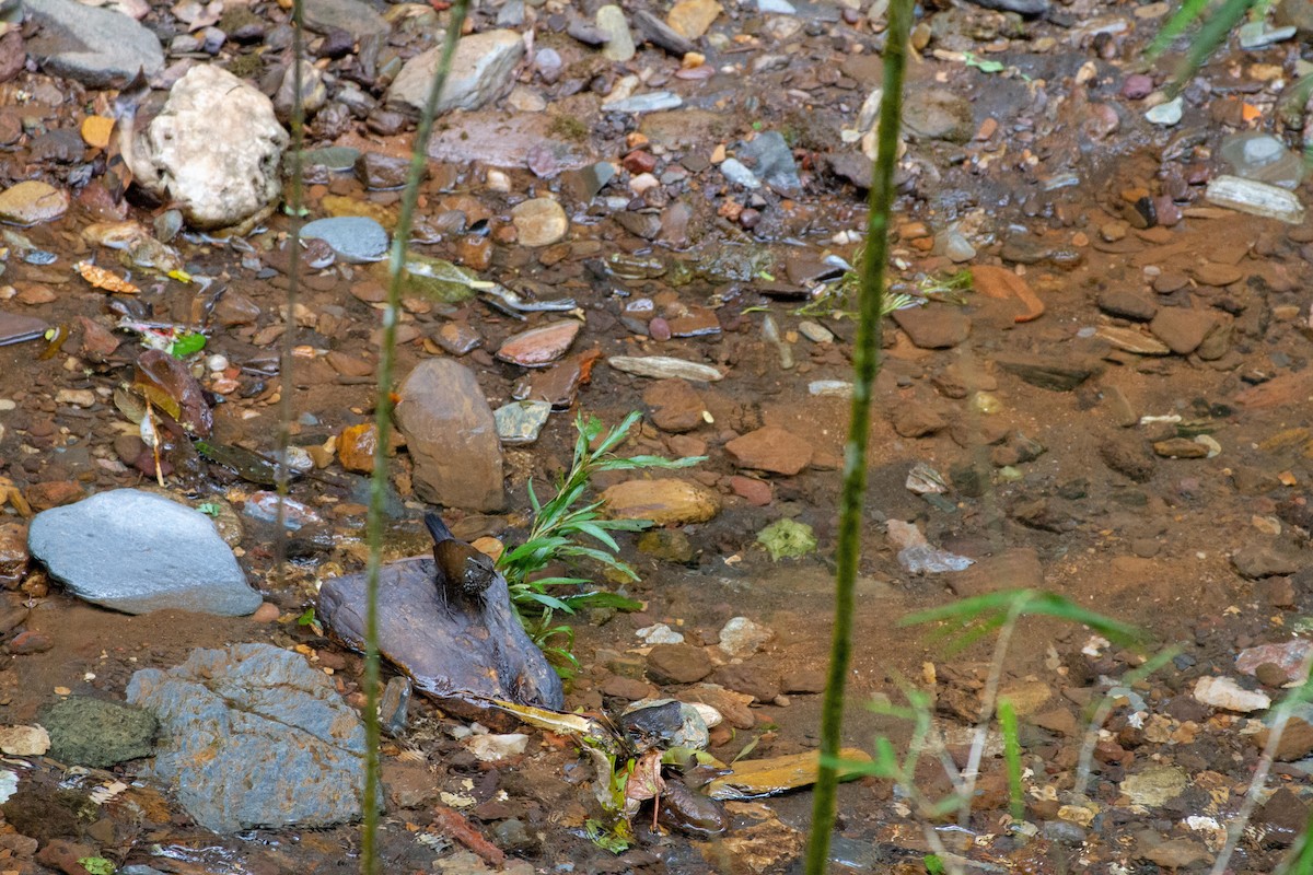 Потічник - ML646577119