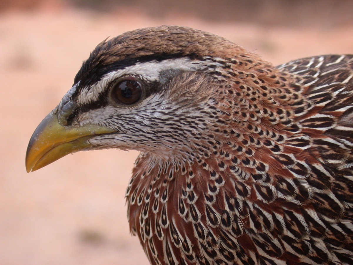 Турач двошпоровий - ML646577122