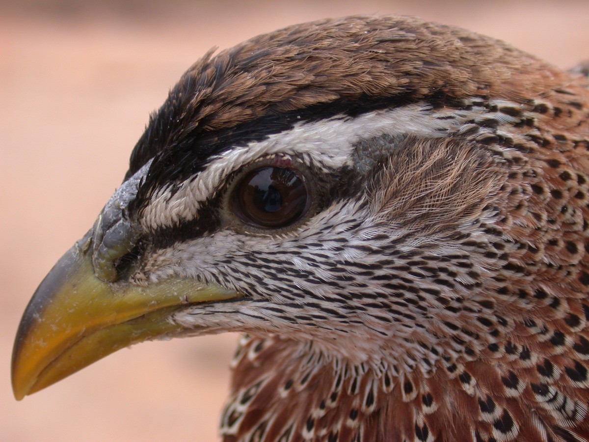 Турач двошпоровий - ML646577123