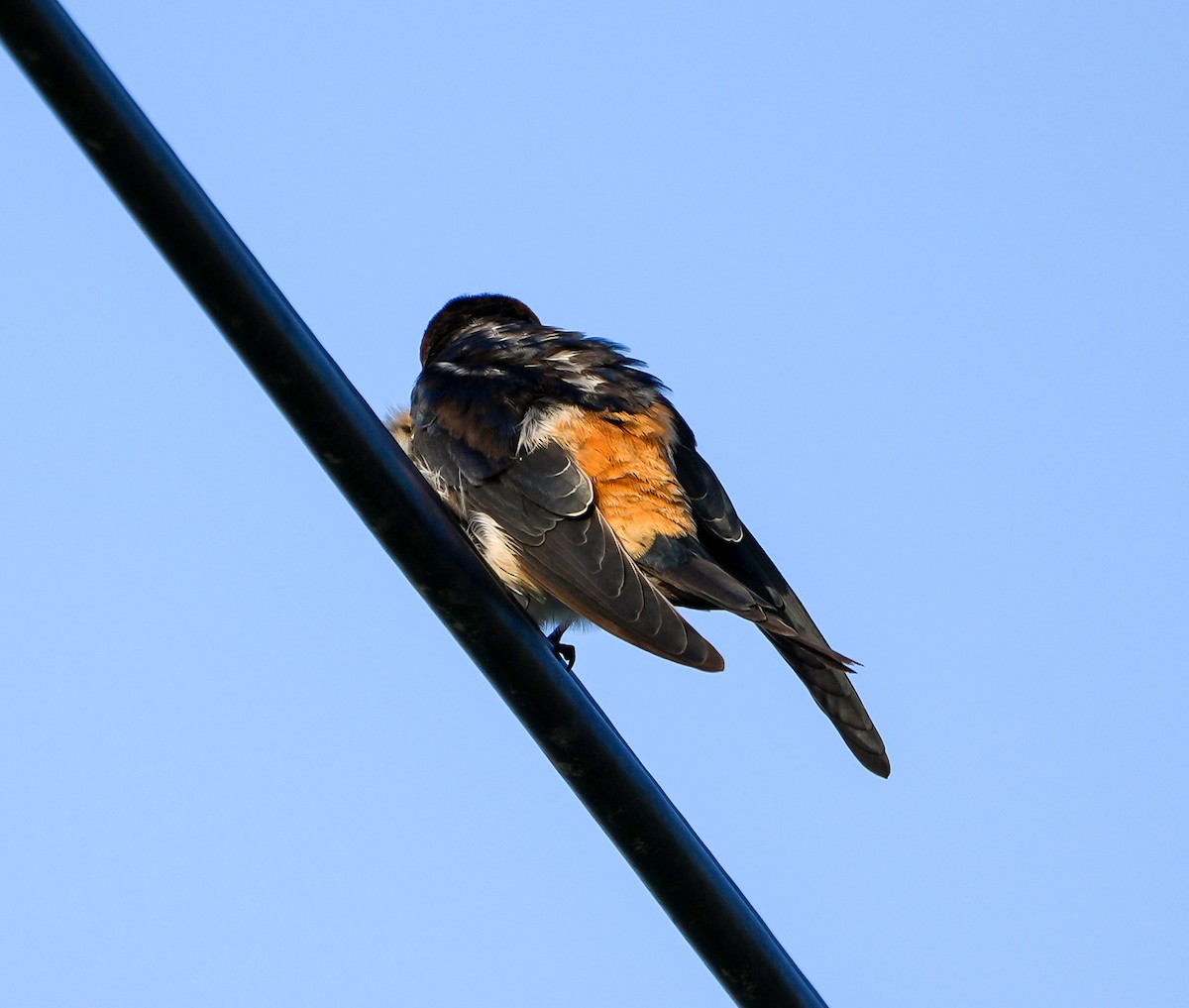 Ластівка рудопоперечна східна - ML646577124