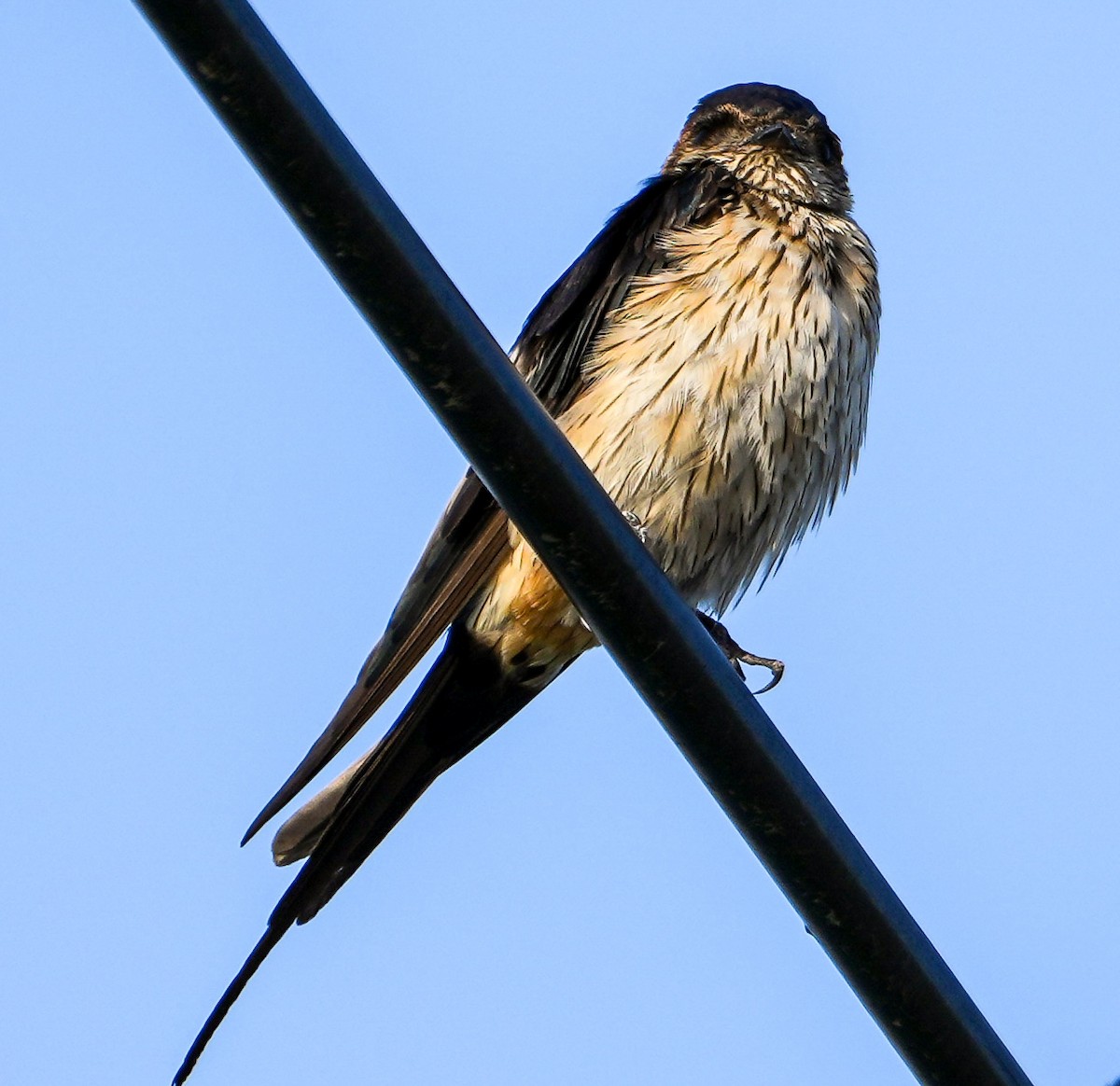 Ластівка рудопоперечна східна - ML646577125