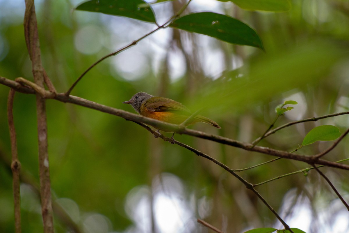 Gray-hooded Flycatcher - ML646577132