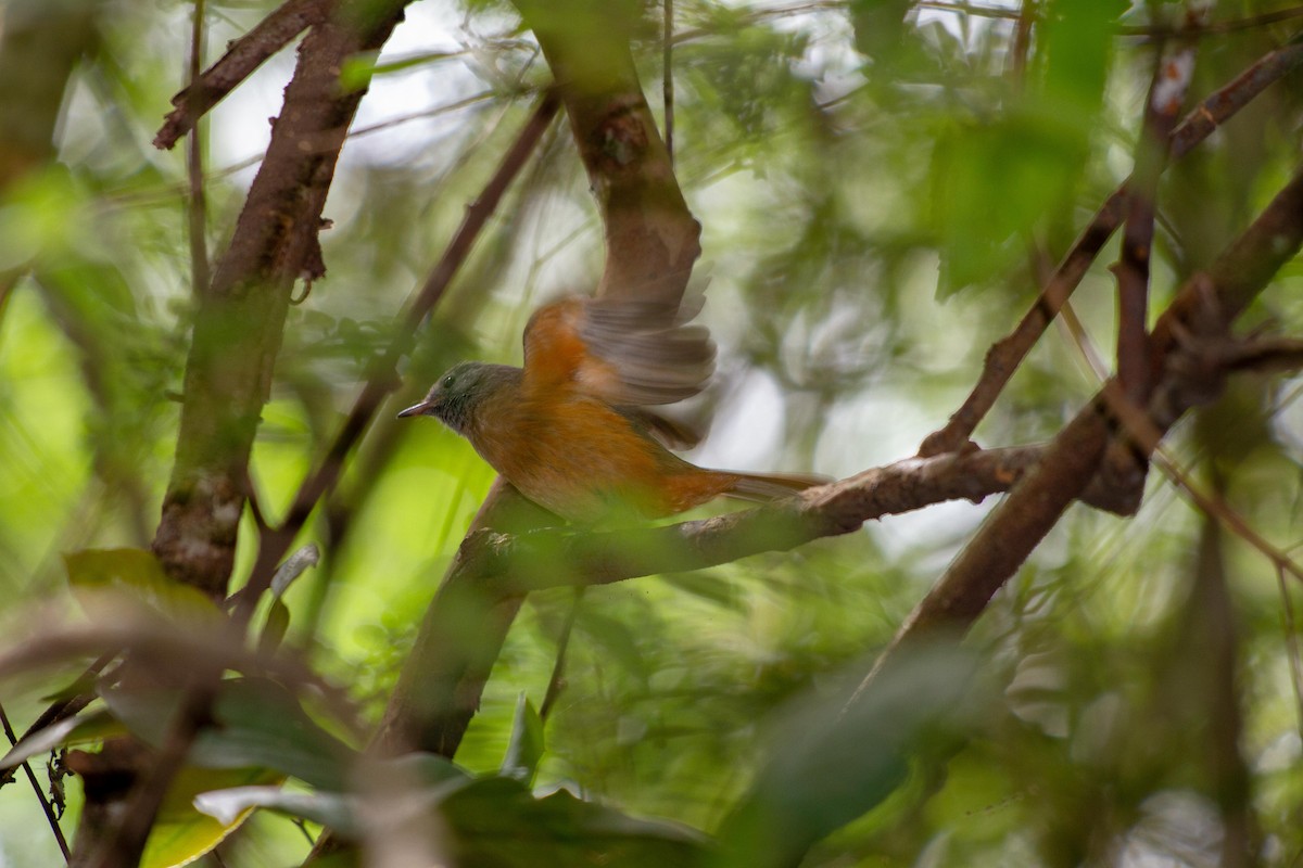 Gray-hooded Flycatcher - ML646577133