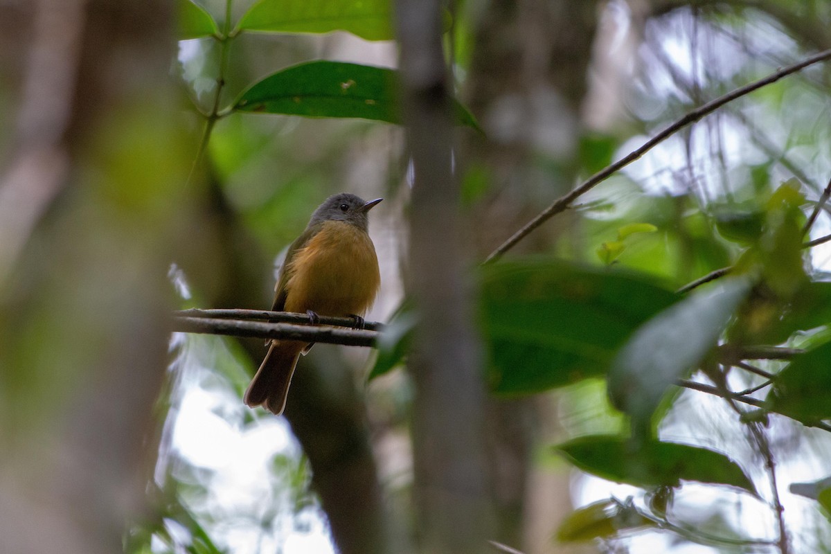 Gray-hooded Flycatcher - ML646577134