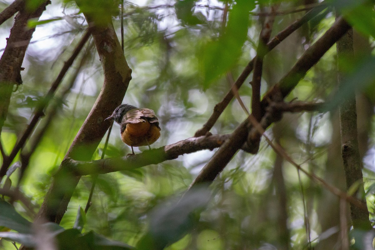 Gray-hooded Flycatcher - ML646577136