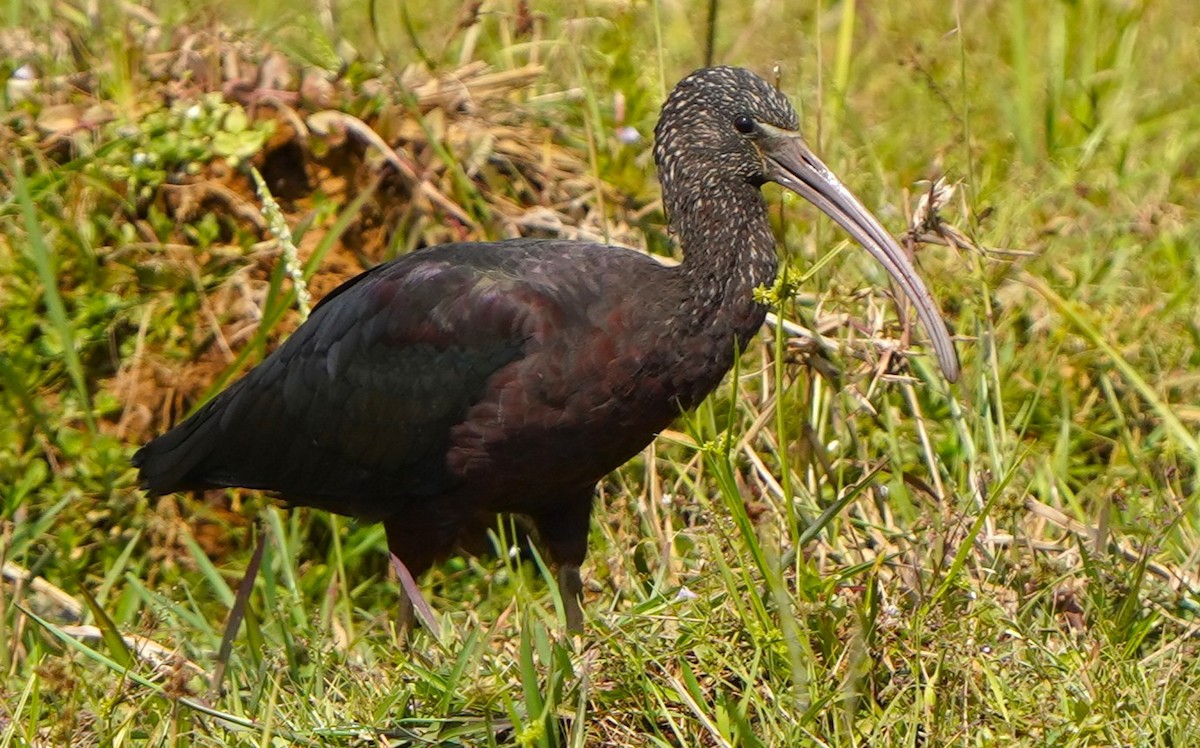 Glossy Ibis - ML646577137