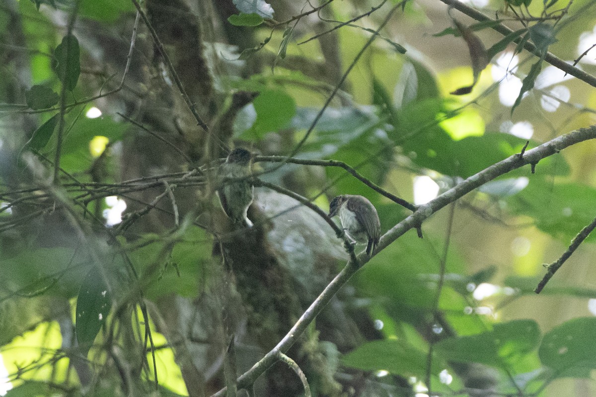Grayish Piculet - ML646577140