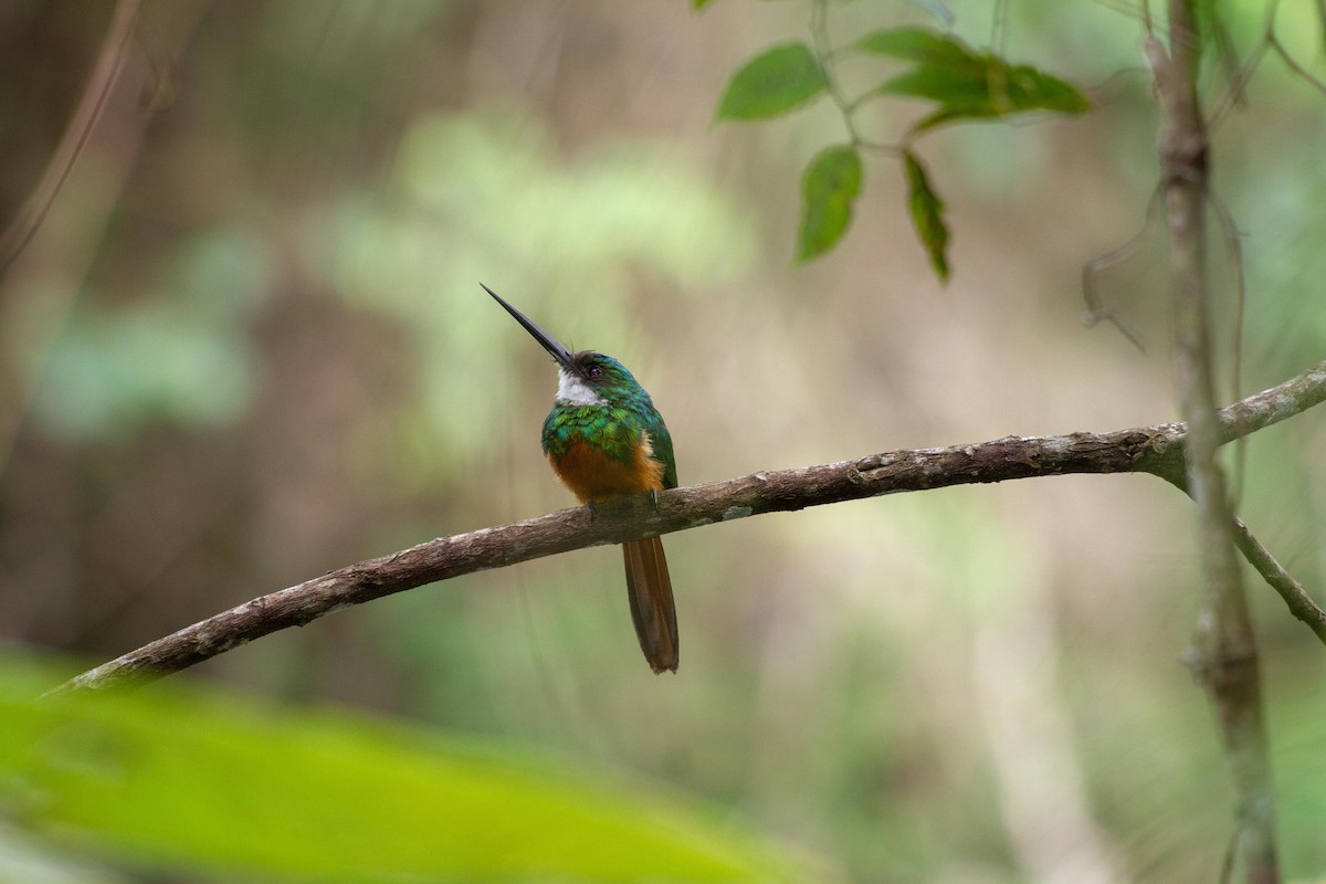 Rufous-tailed Jacamar - ML646577141