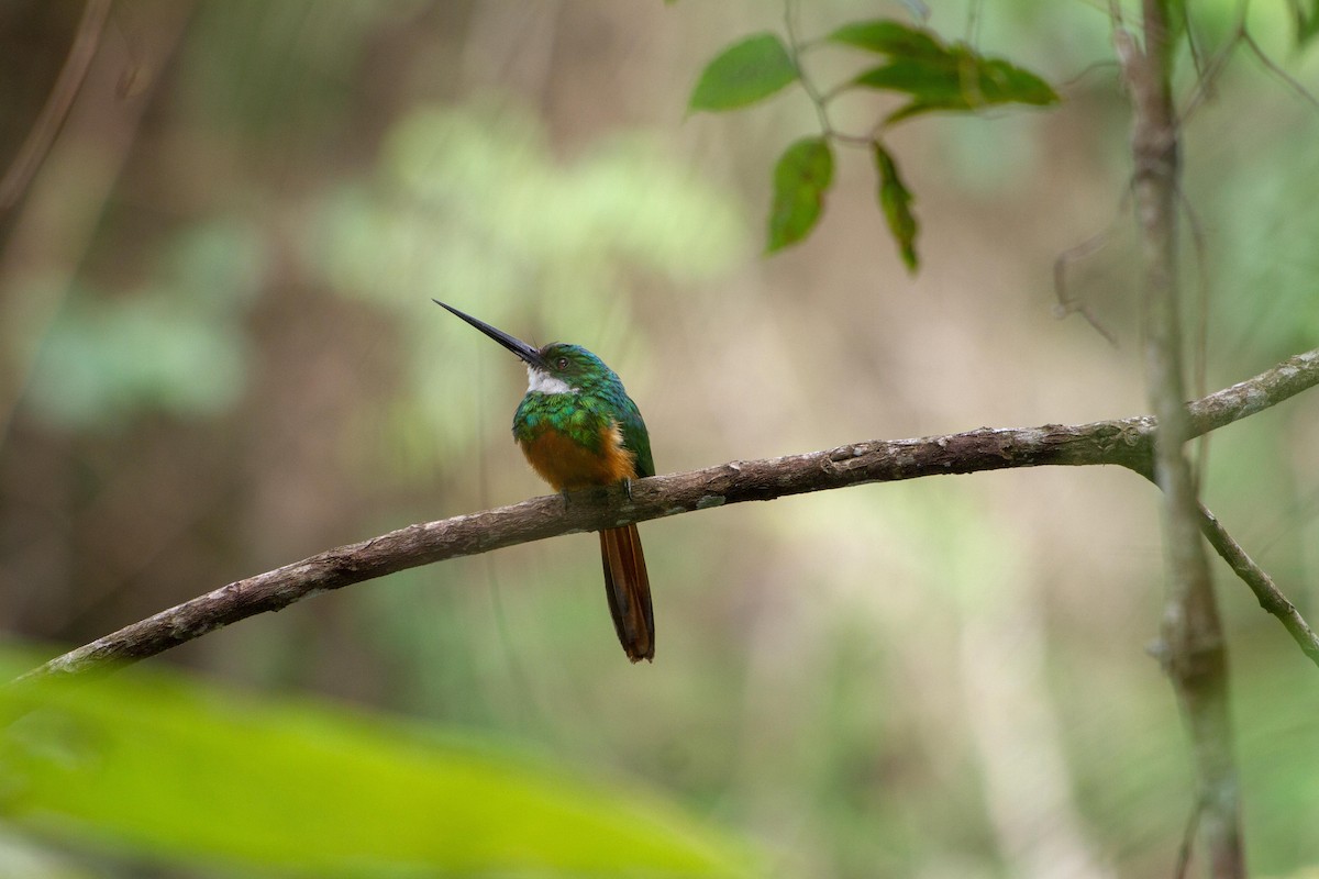Rufous-tailed Jacamar - ML646577142