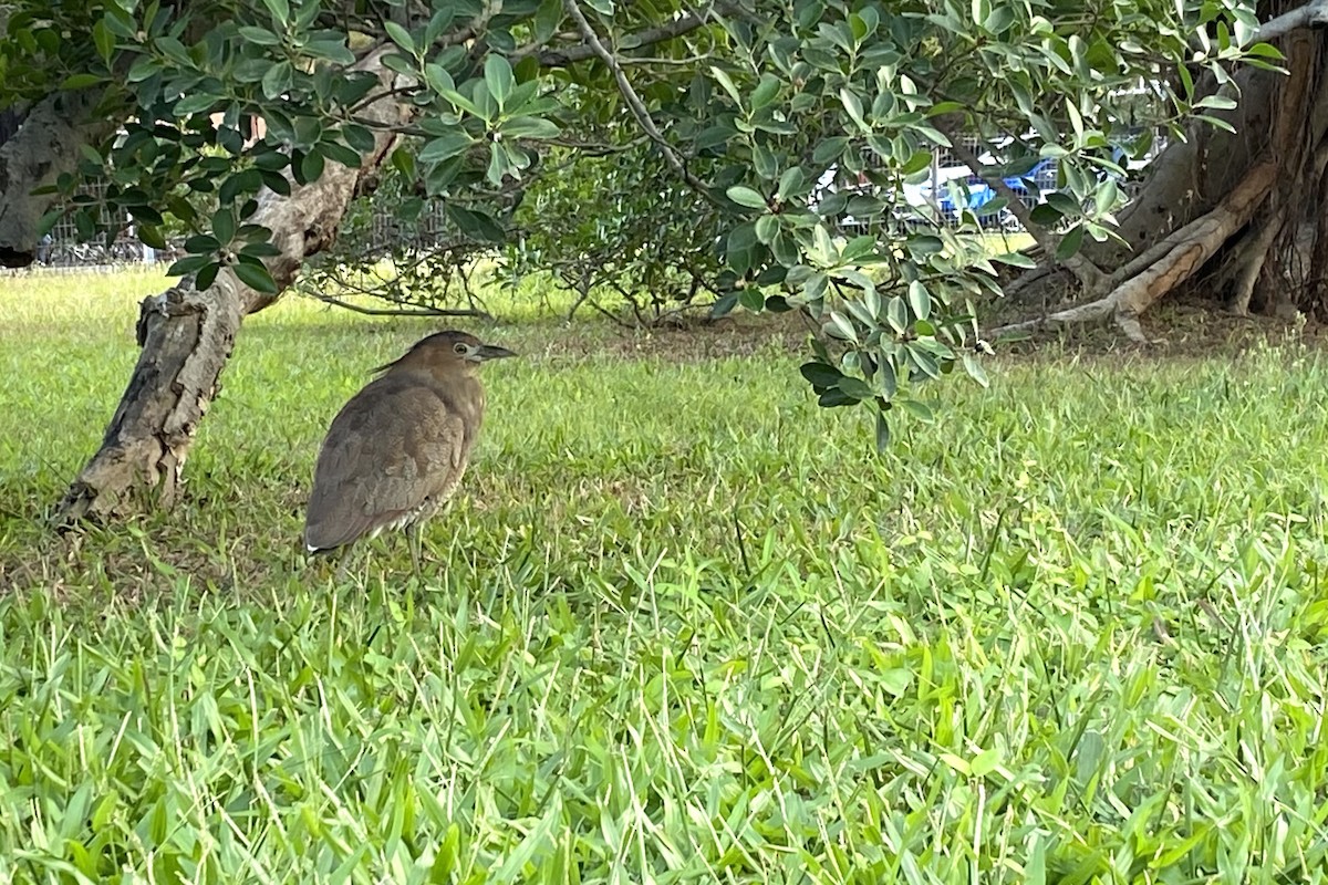 Malay Gece Balıkçılı - ML646577144