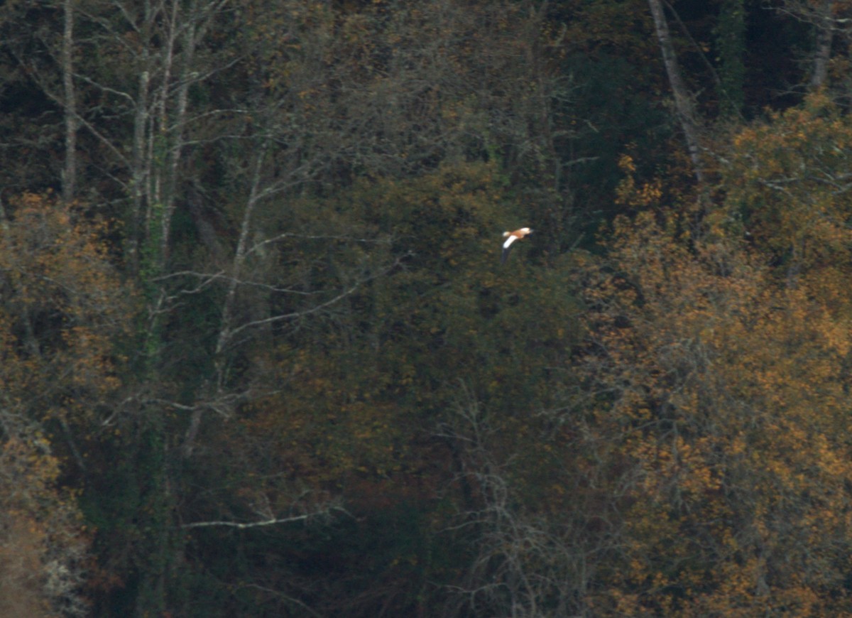 Ruddy Shelduck - ML646577146