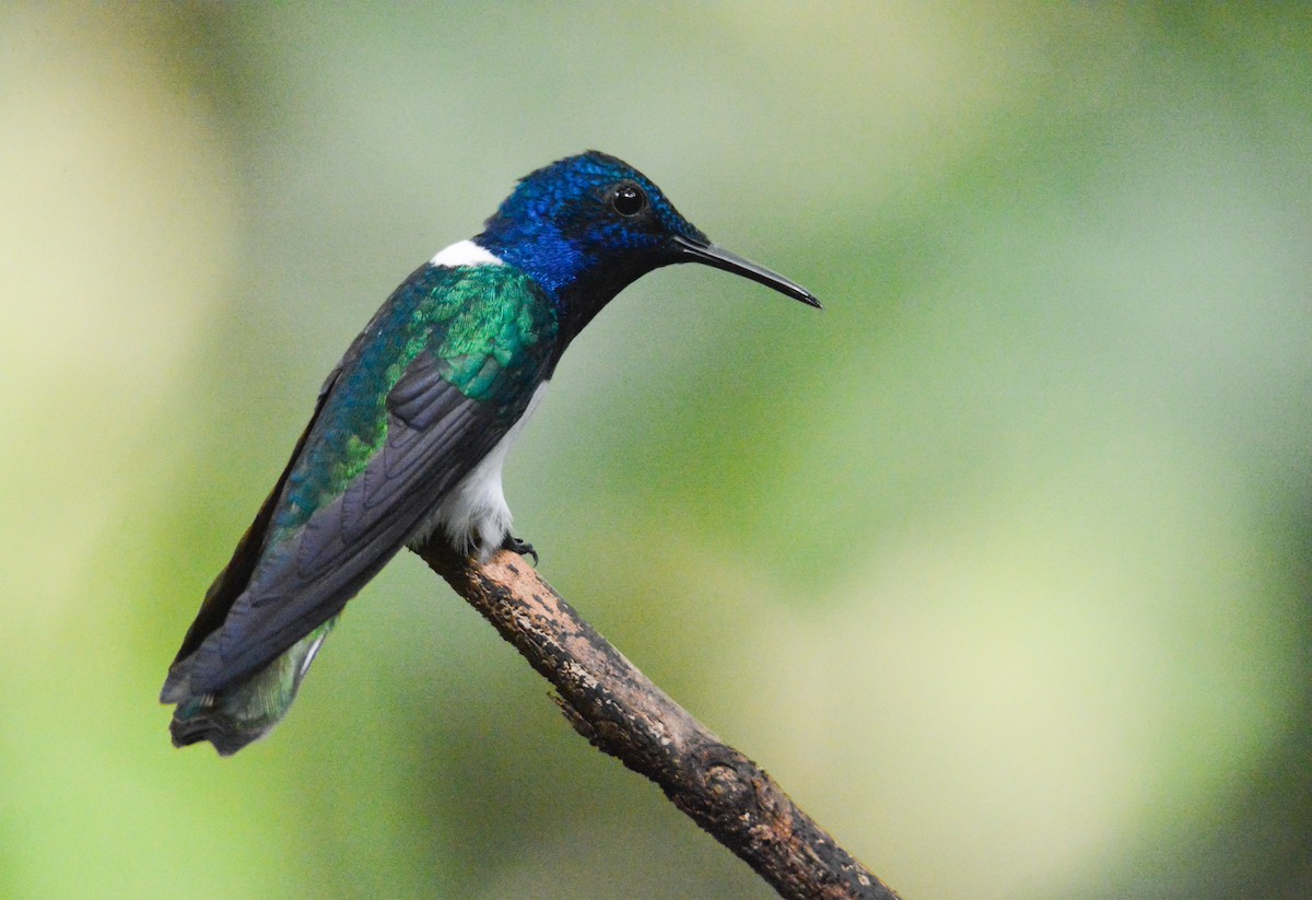 White-necked Jacobin - ML646577147