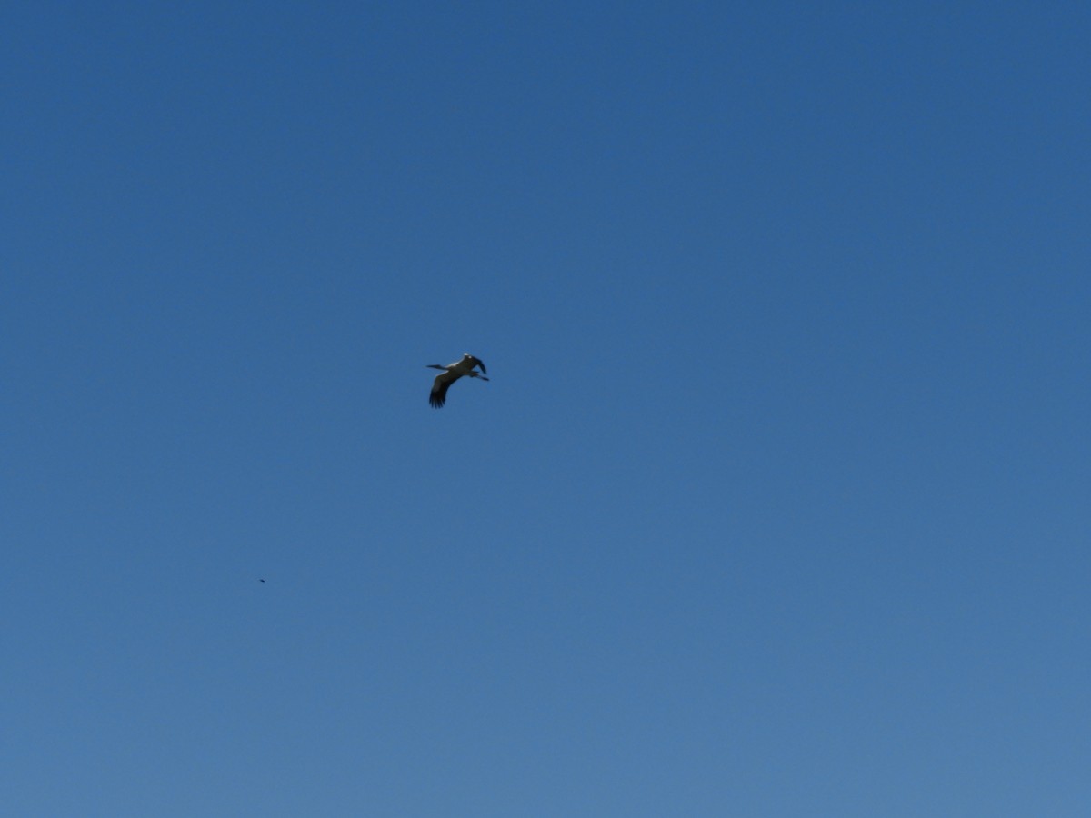 Maguari Stork - ML646577149