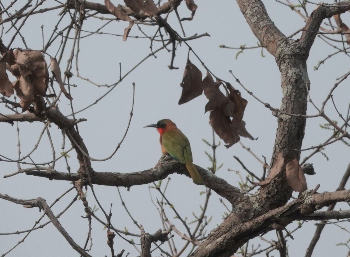 Red-throated Bee-eater - ML646577150