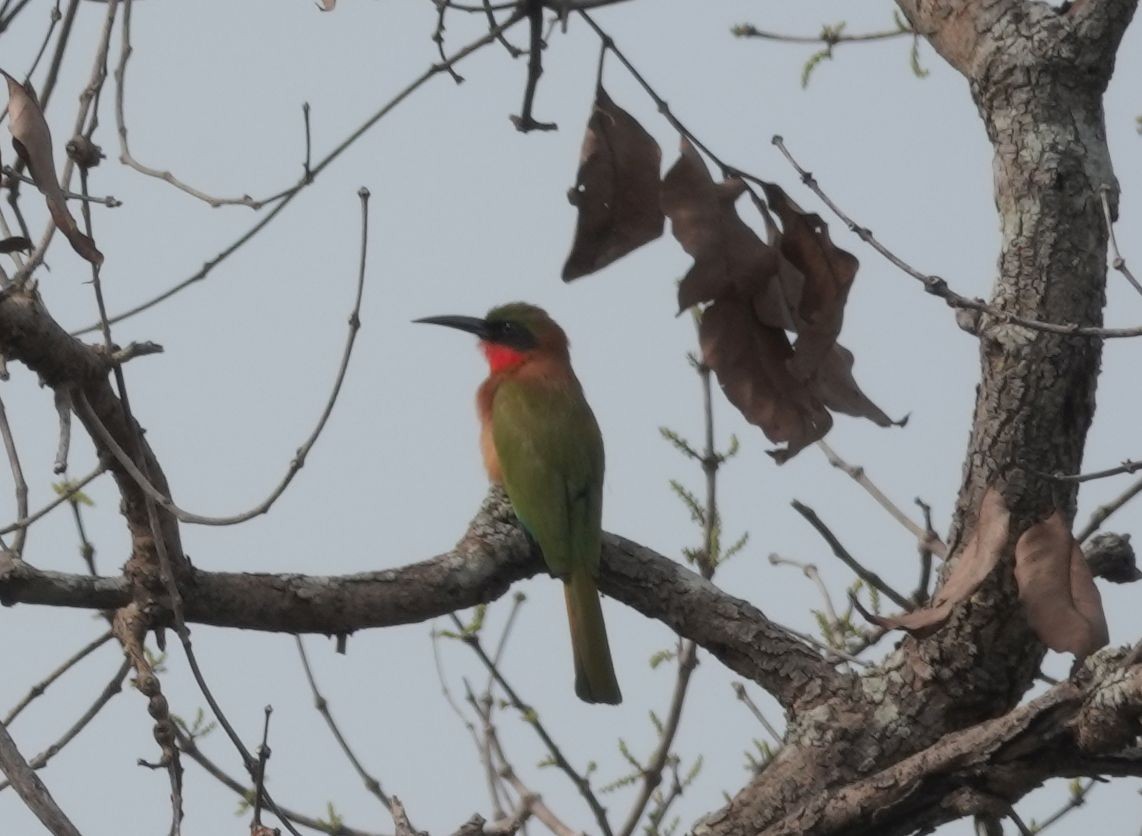 Red-throated Bee-eater - ML646577151
