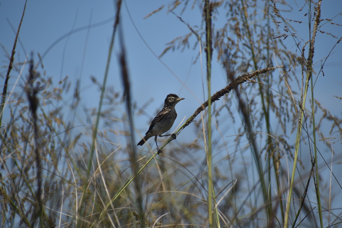 Spectacled Tyrant - ML646577152